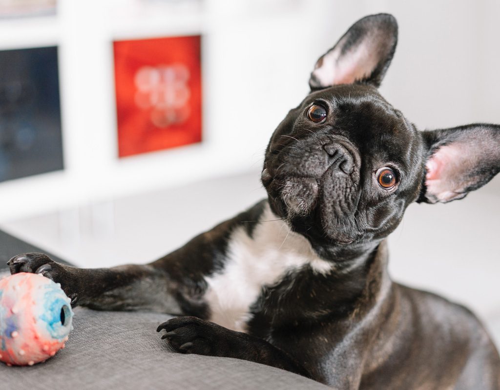 French bulldog playing with a ball.