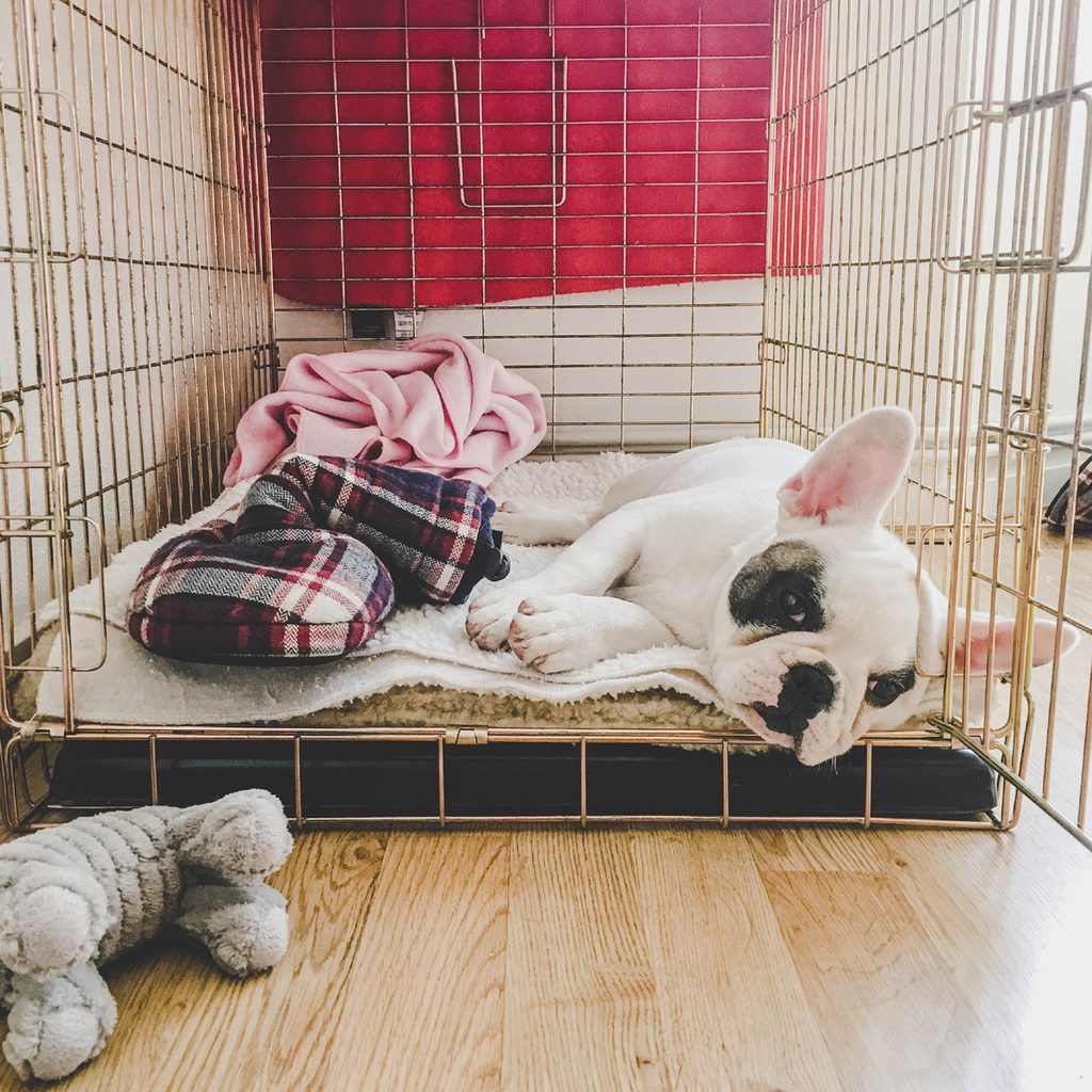 French bulldog relaxing in a crate.