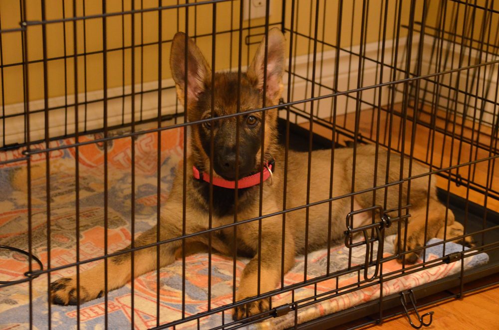 A German shepherd puppy lying in a crate