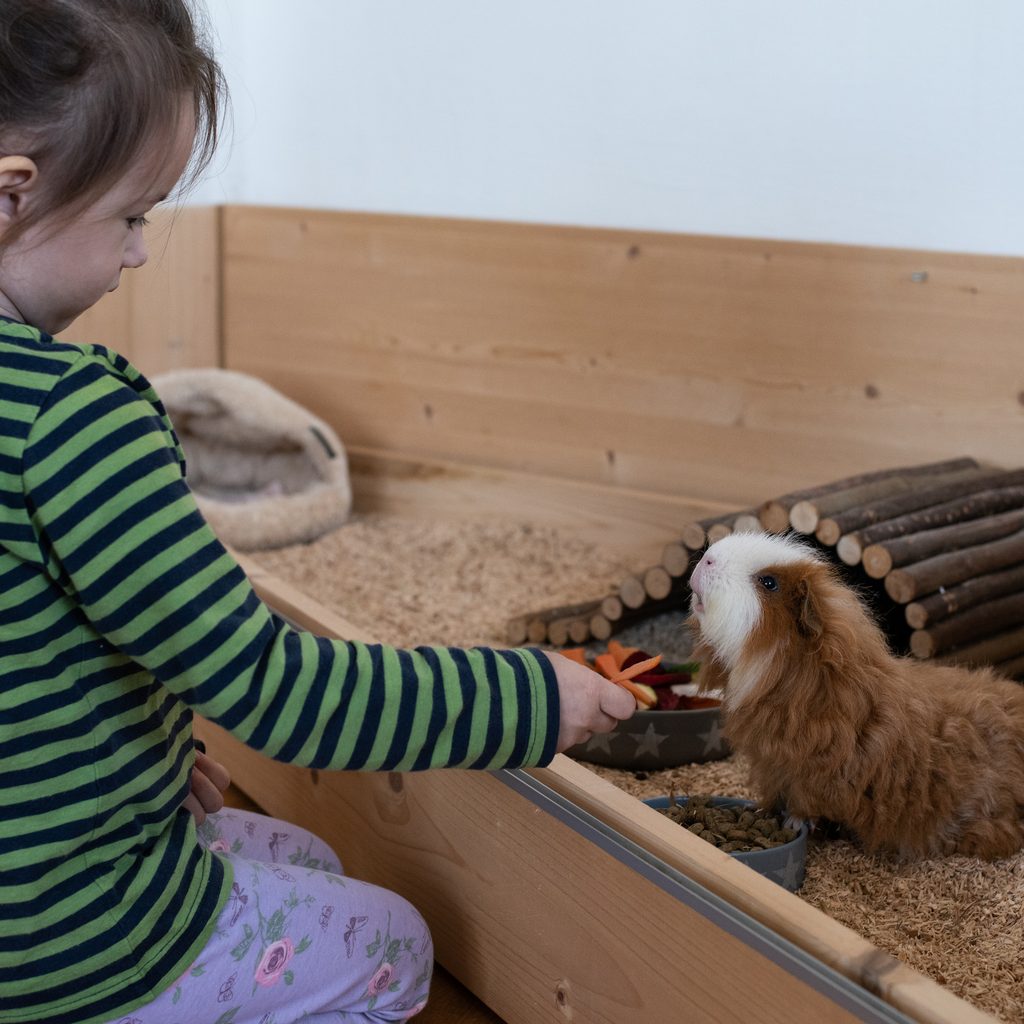 Little girl feeds a guinea pig in his run