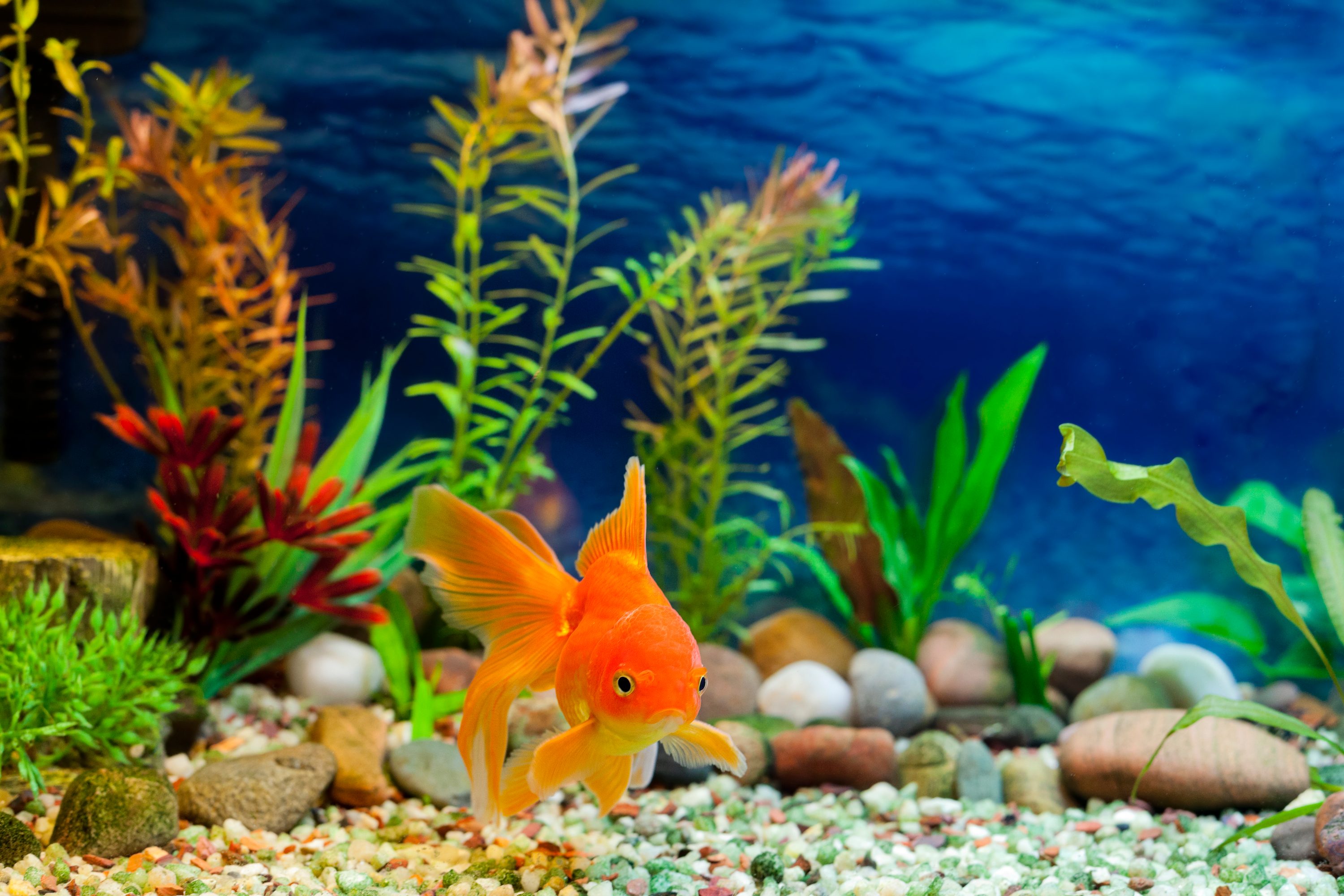 Here Are The 5 Best Fish Tanks For Beginner Aquarists | PawTracks, image size:3000x2000