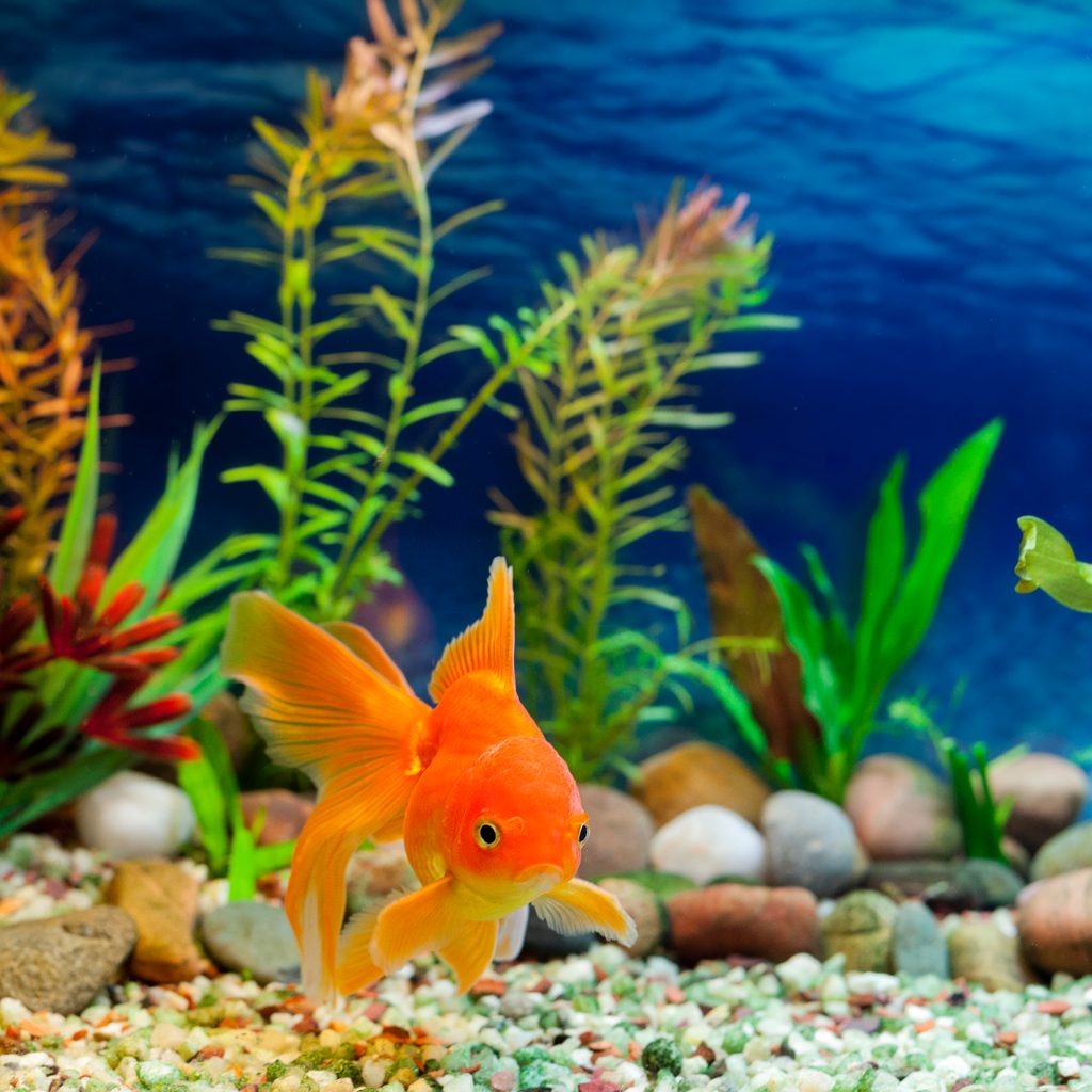 Gold fish looks at camera from his aquarium