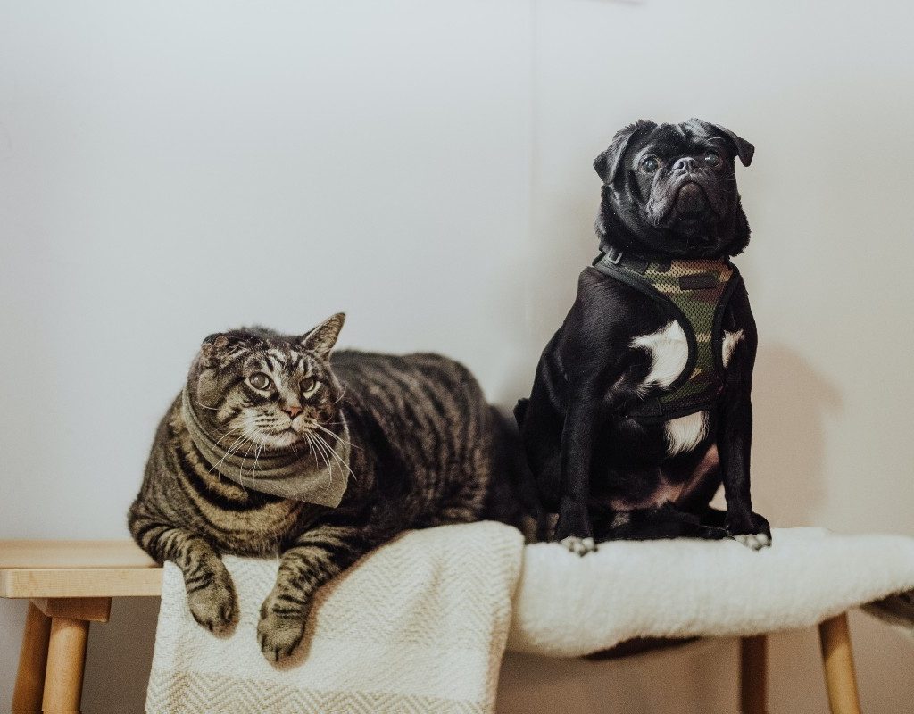 a gray cat and a black pug sitting on an indoor bench