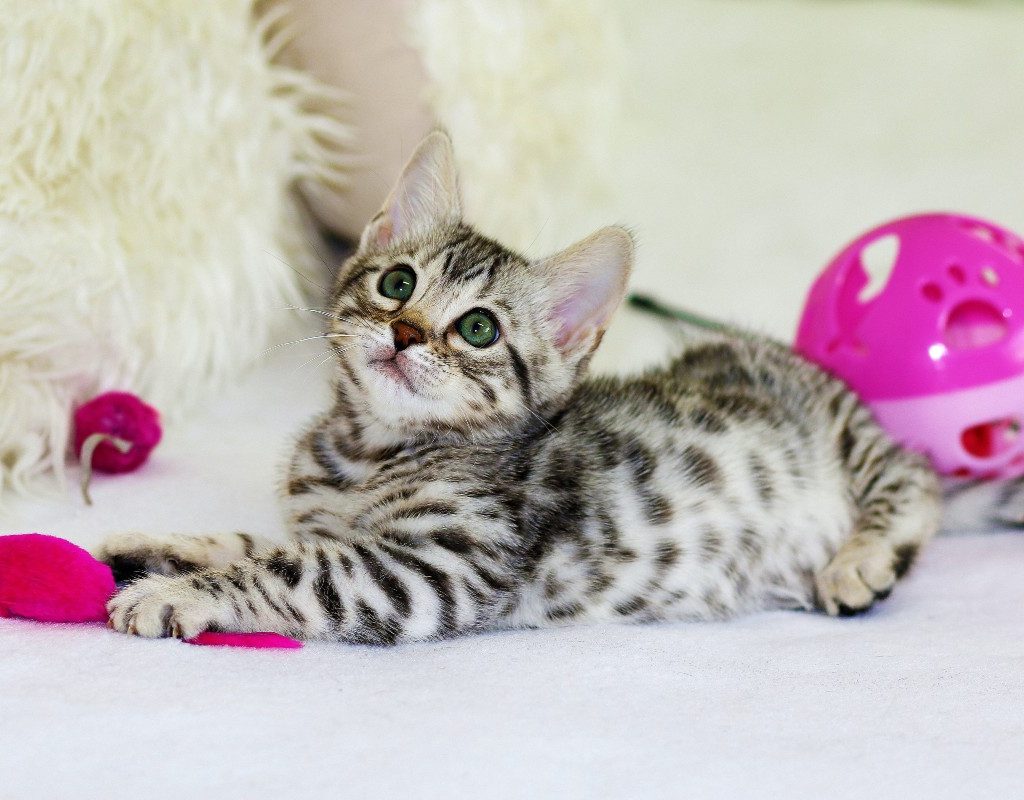 a gray spotted kitten on a white chair with brightly-colored toys