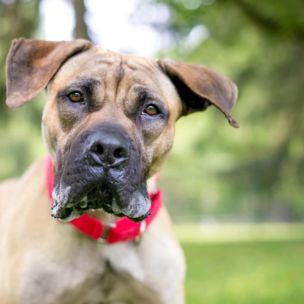 A Great Dane puppy with drool on his lips looks at the camera