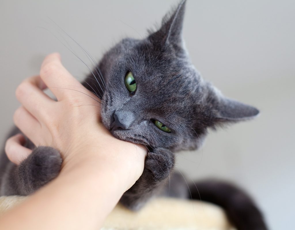 Grey cat biting a person's hand