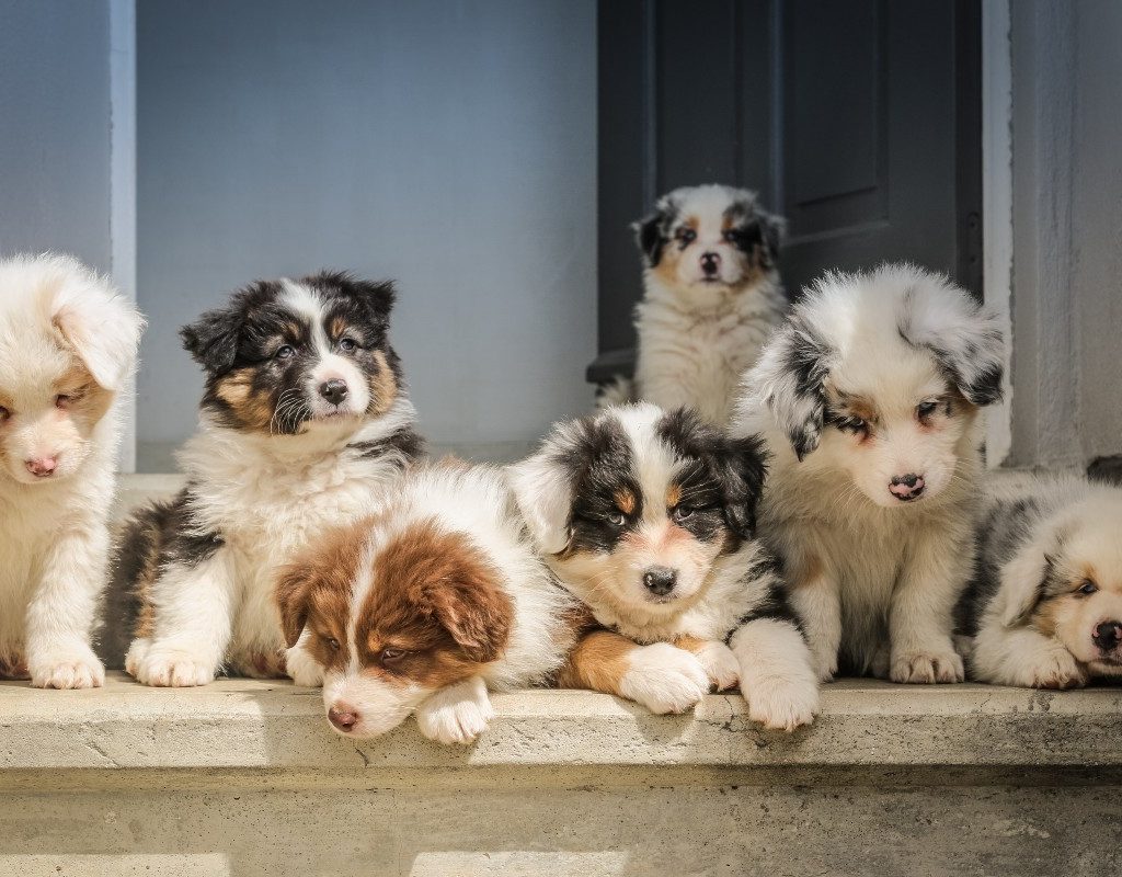 a group of puppies on a wooden step