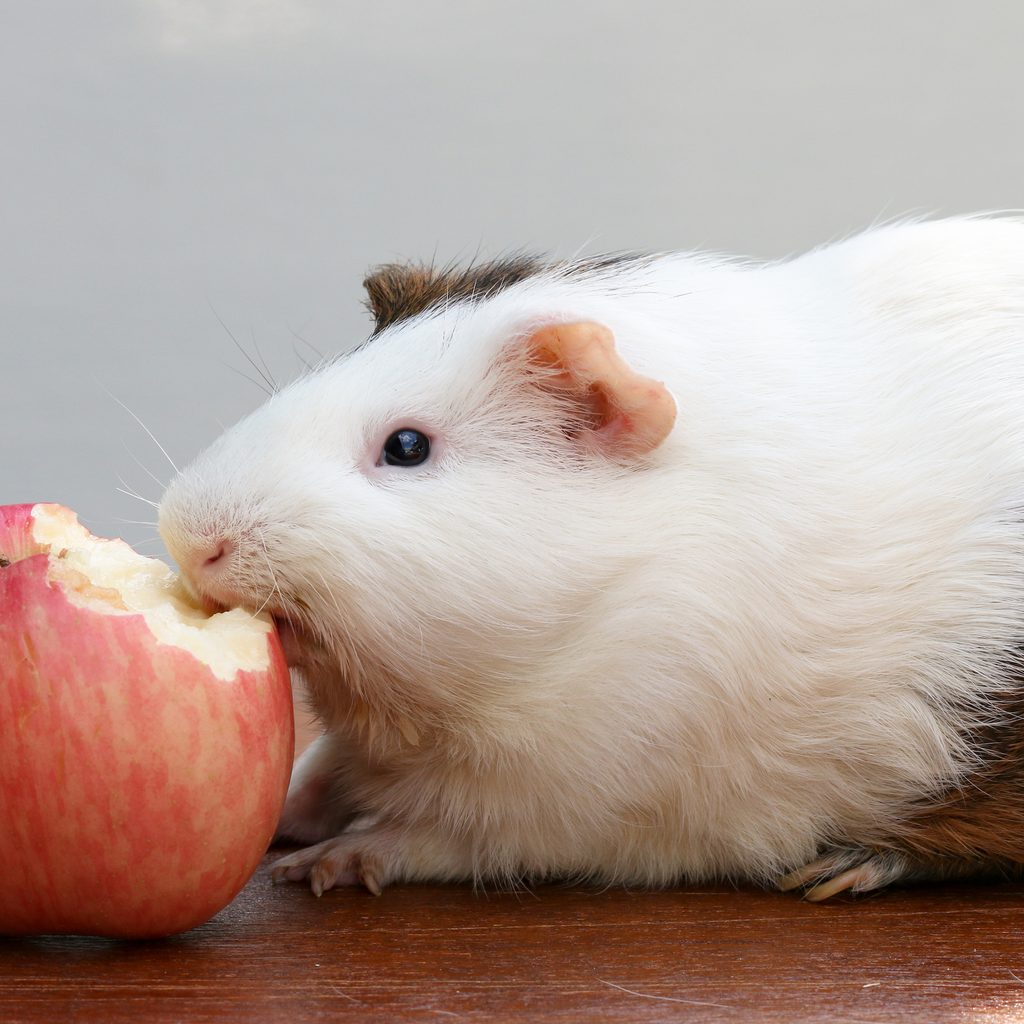 Guinea pig eats an apple