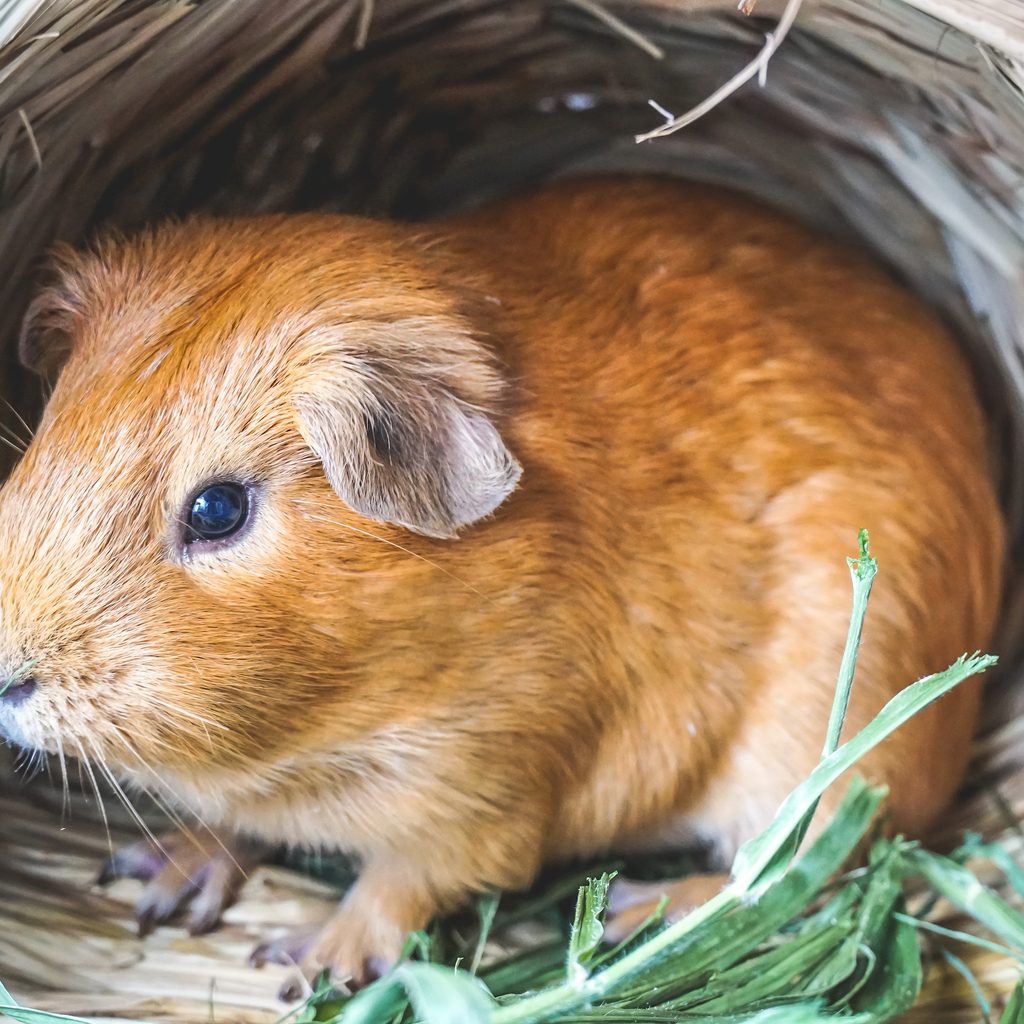Guinea pig nestles in his hideout