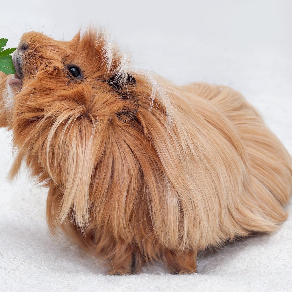 Guinea pig is fed parsley leaf