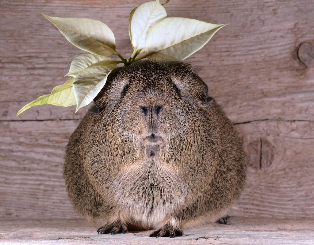 Guinea pig with plants above his head