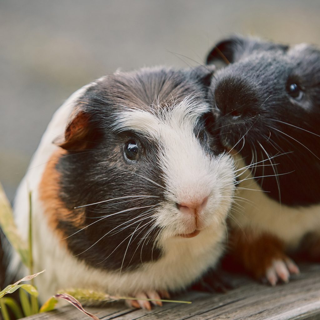 Two cute guinea pigs cuddling
