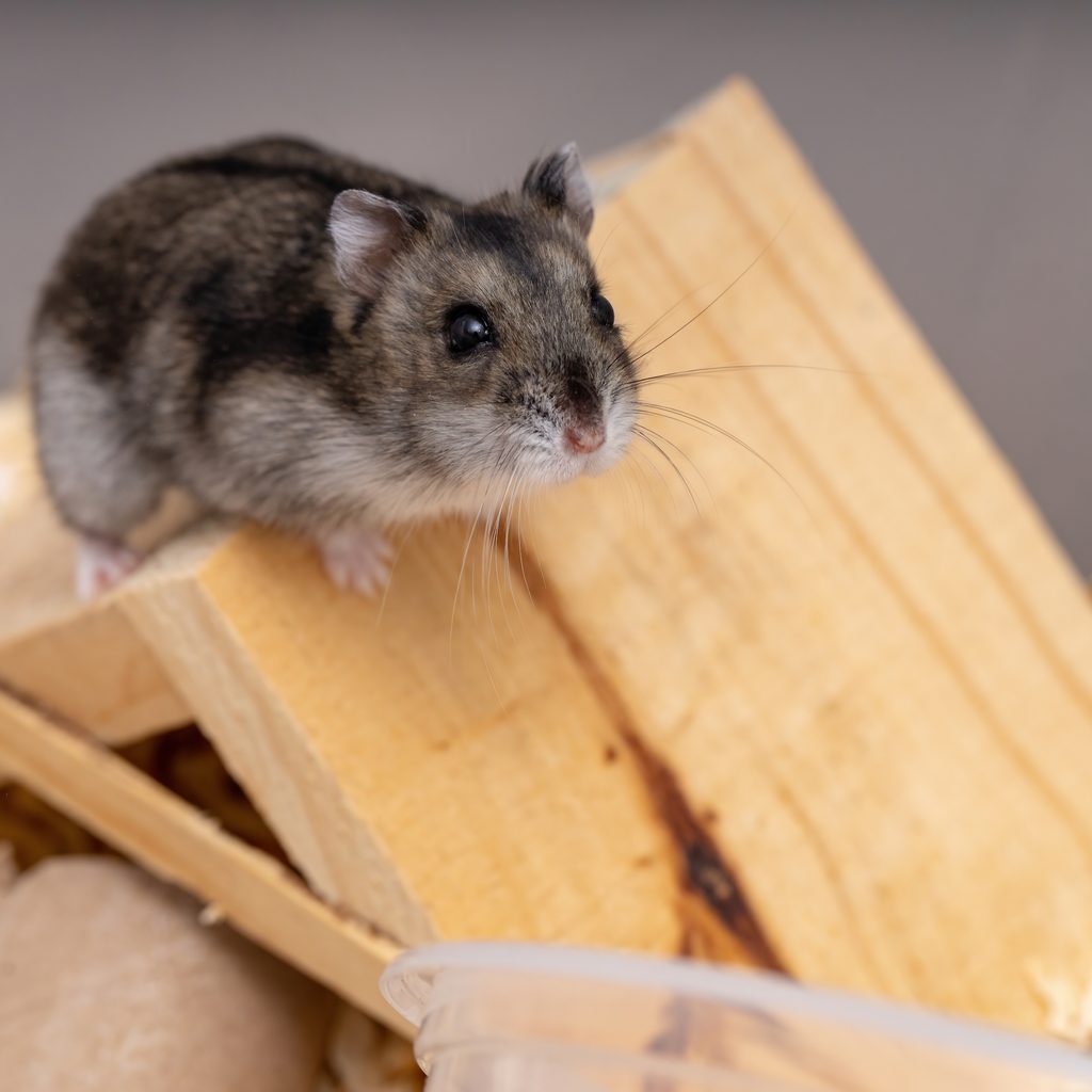 Hamster sits on top of a house in his cage