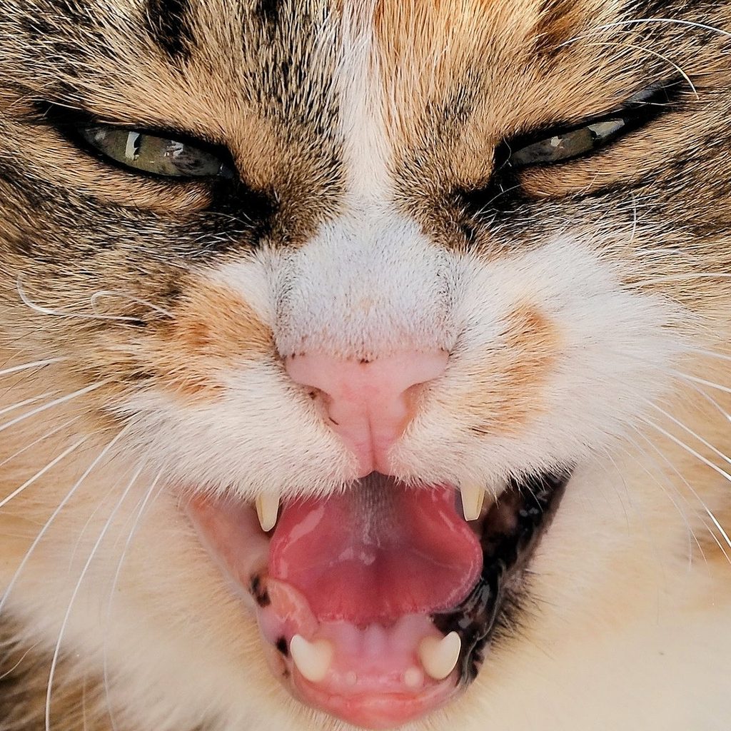 Angry cat hissing openmouthed