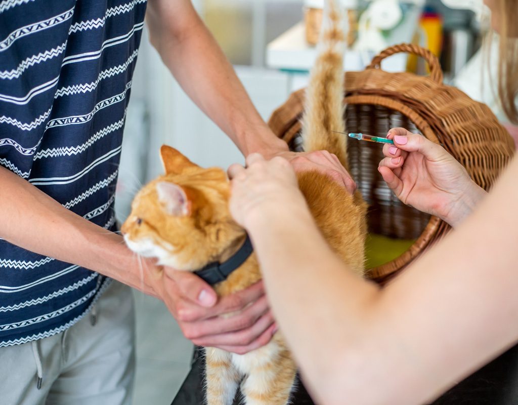 Cat getting vacination at the vet office