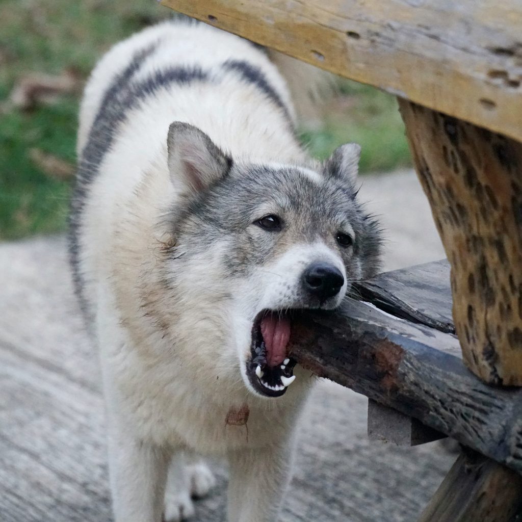 A large dog chews on the corner of a wooden table