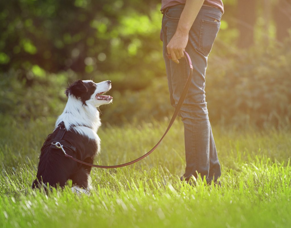 Leashed dog sitting looking at owner.