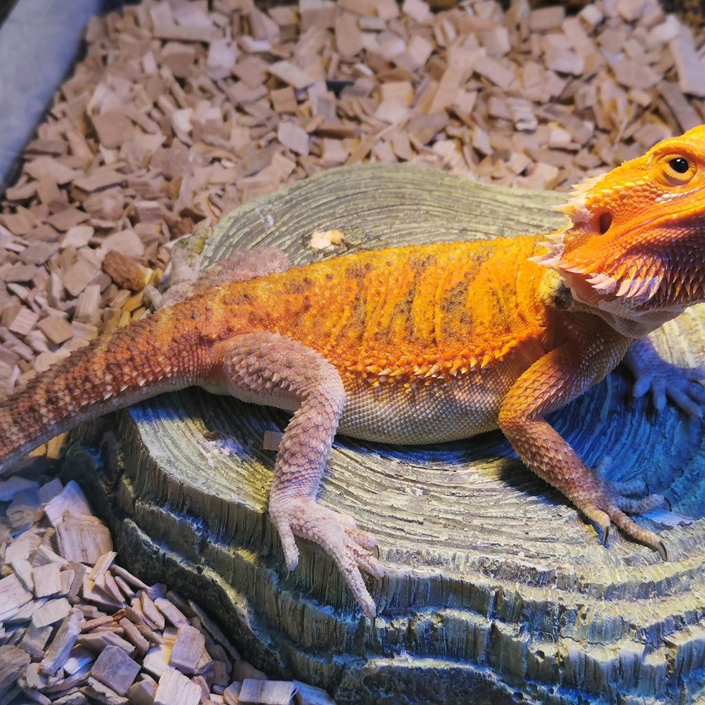 Lizard suns on a rock under a heat source