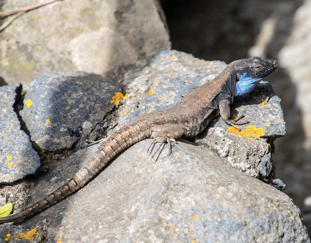 Lizard basks on a rock to stay warm