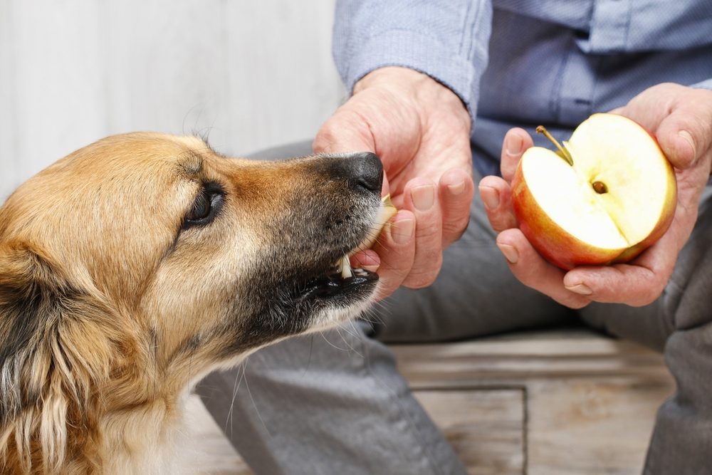 Feeding dog apple slice