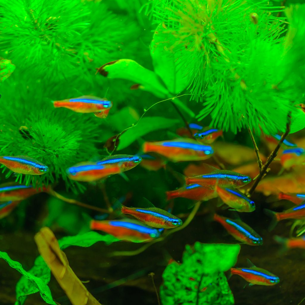Neon tetra school swims in tank