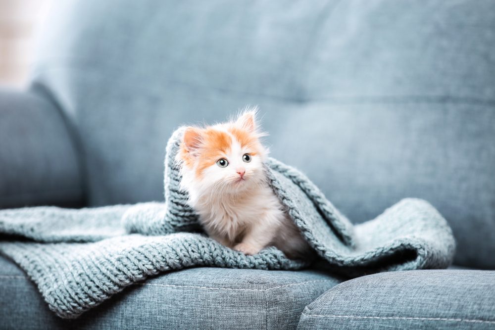 An orange and white kitten huddles under a gray blanket.