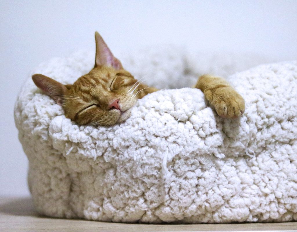 orange cat in a white fleece bed