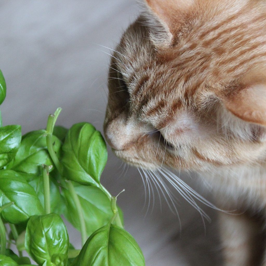 Orange cat sniffing a plant indoors