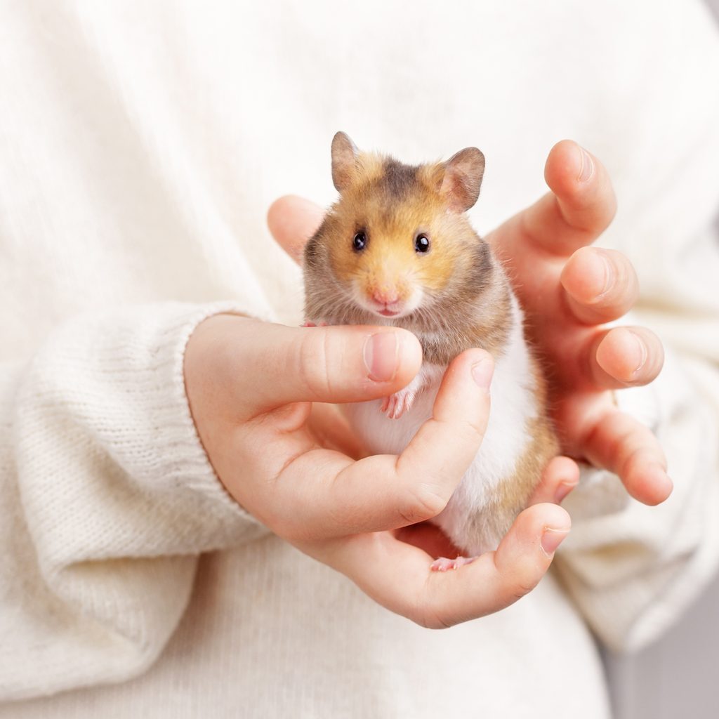 Owner holds her hamster in her hands