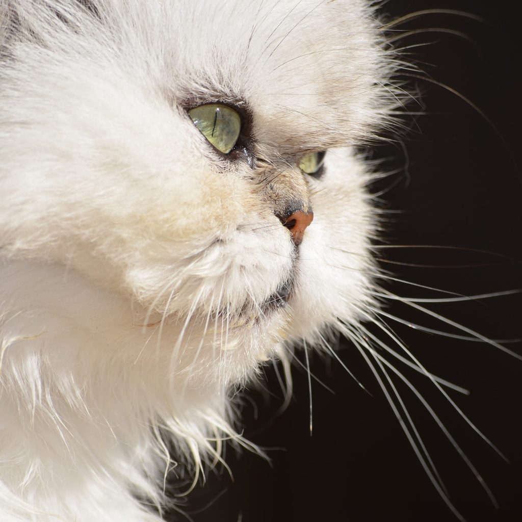 Side view of a white Persian cat's face