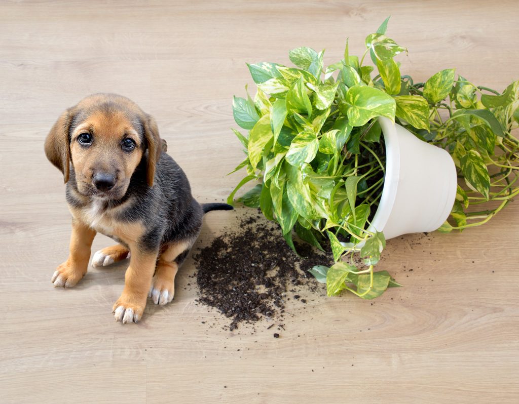 Pup sitting near overturned plant..ed potted plant.