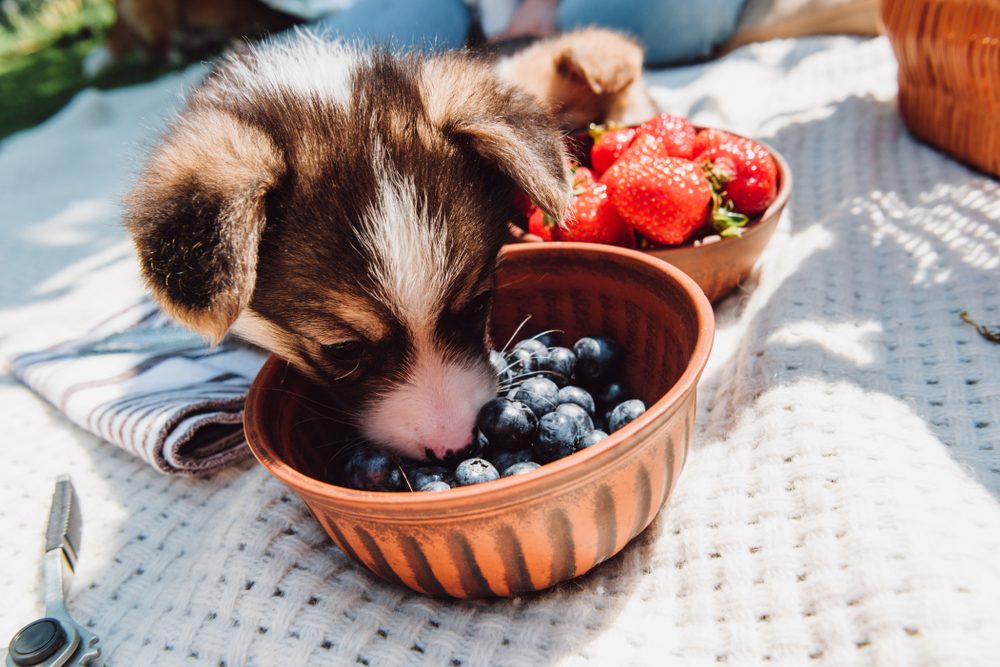 A puppy eating blueberries from a terra cotta bowl.