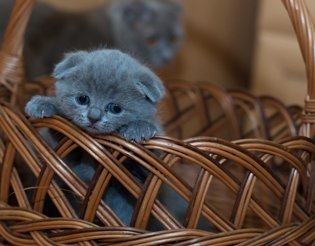 a sad gray kitten in a woven basket