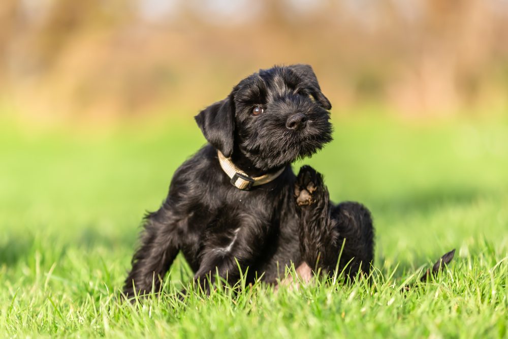 A black Schnauzer puppy scratching an itch.