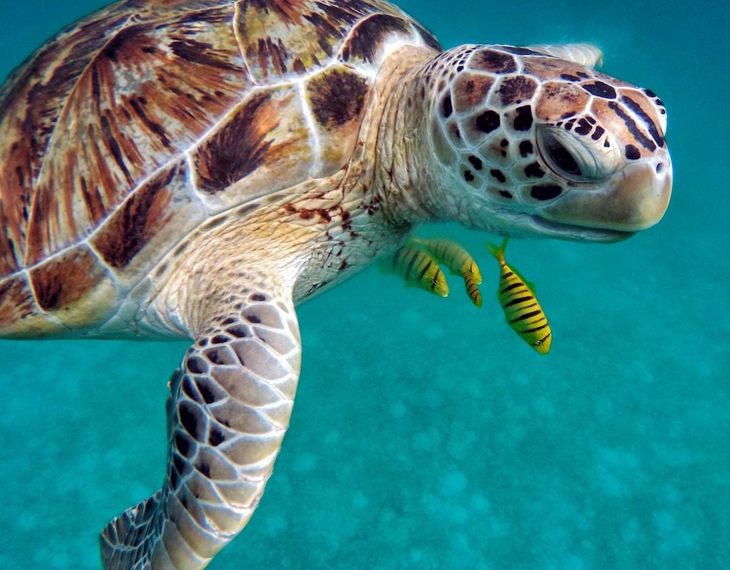 Sea turtle swims next to fish in tropical water