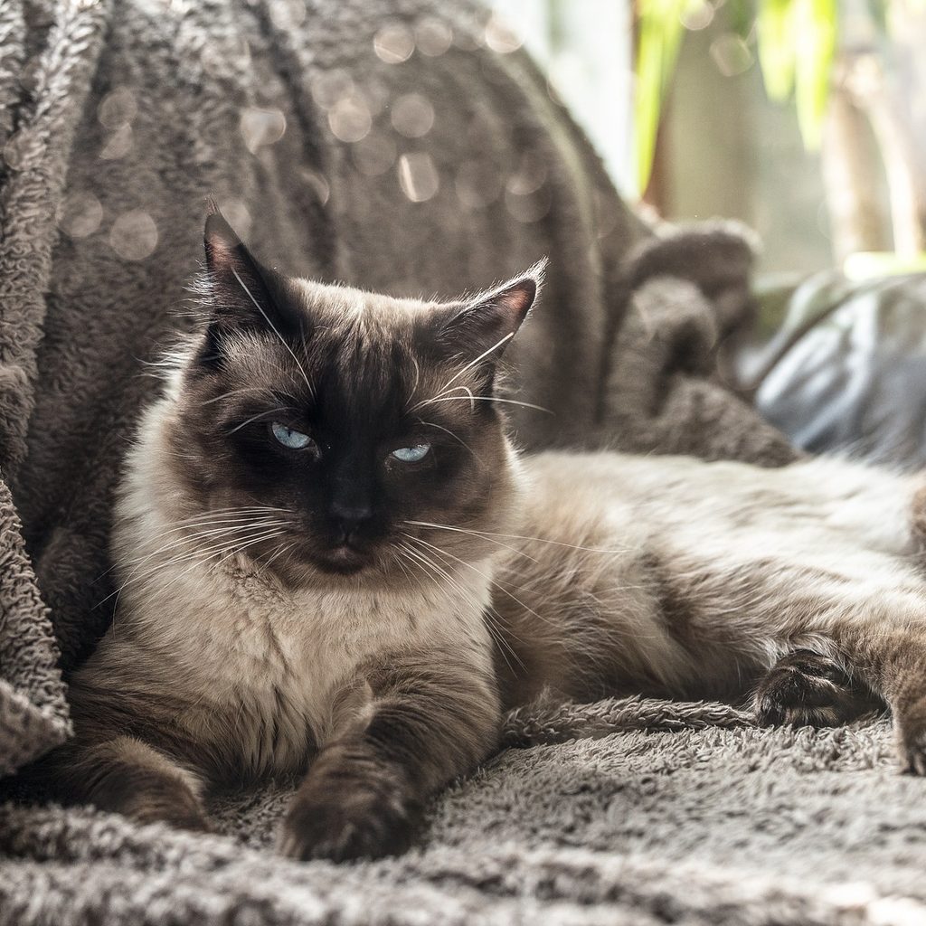 Siamese cat lying on a gray couch