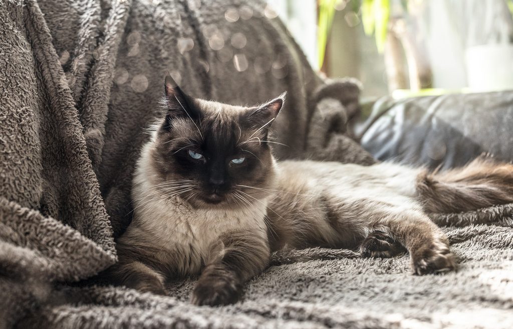 Siamese cat lying on a grey couch
