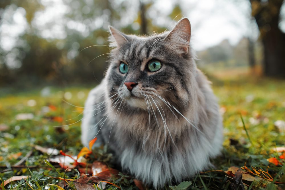 A Siberian cat lying in a pile of fallen autumn leaves.