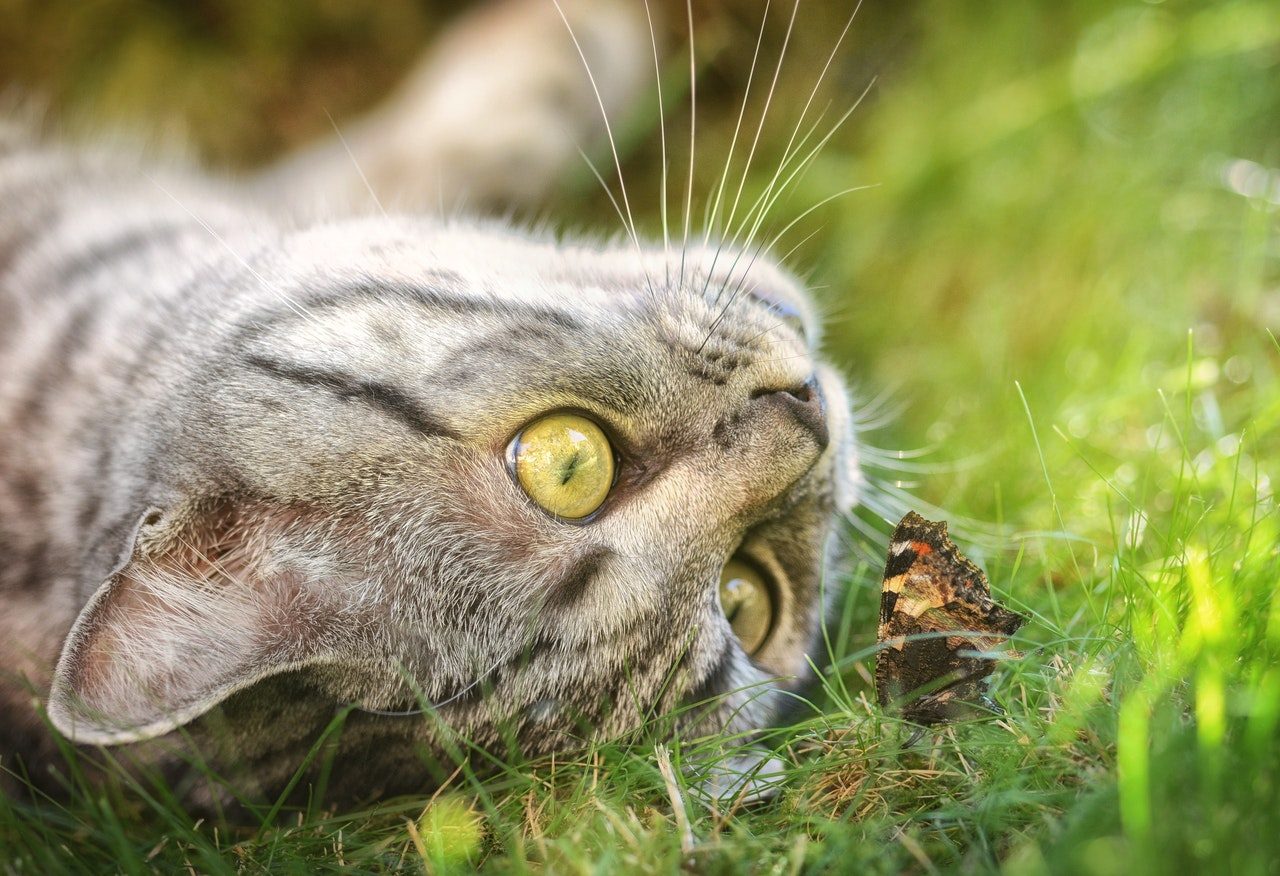 A tabby striped American shorthair cat staring at a butterfly.