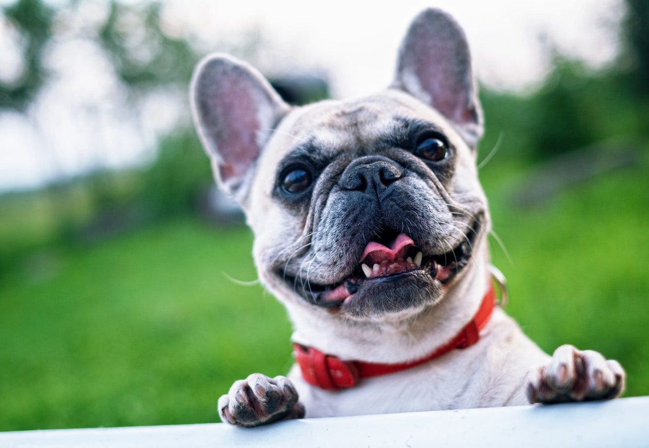 Close-up shot of a tan French Bulldog wearing a red collar.