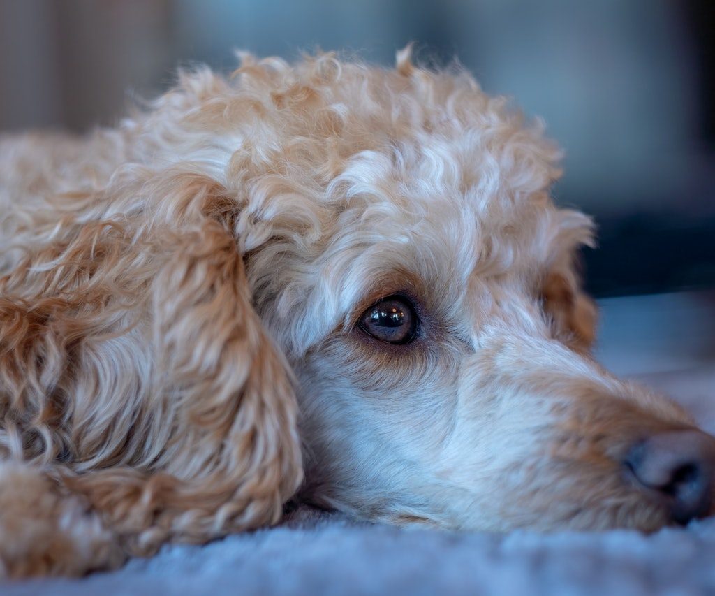 Tan poodle lying on a bed