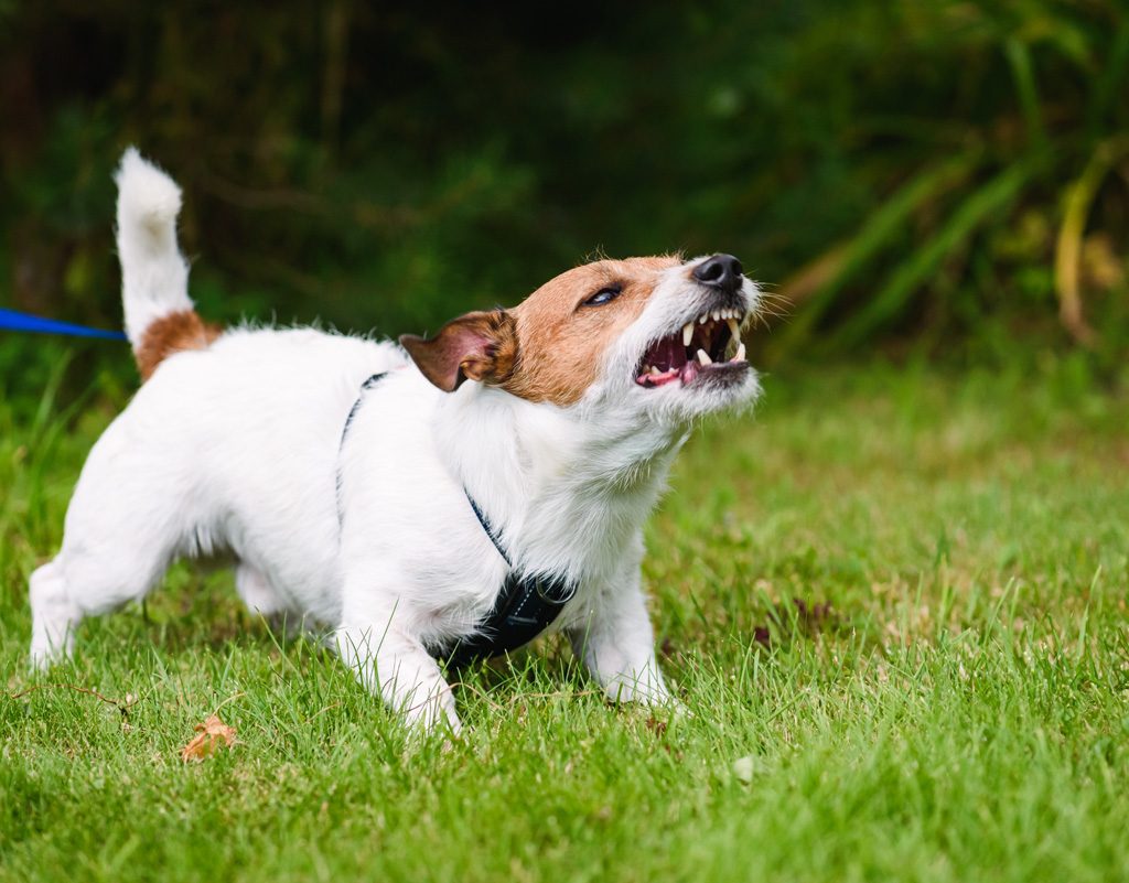 Terrier acting aggressively on leash.