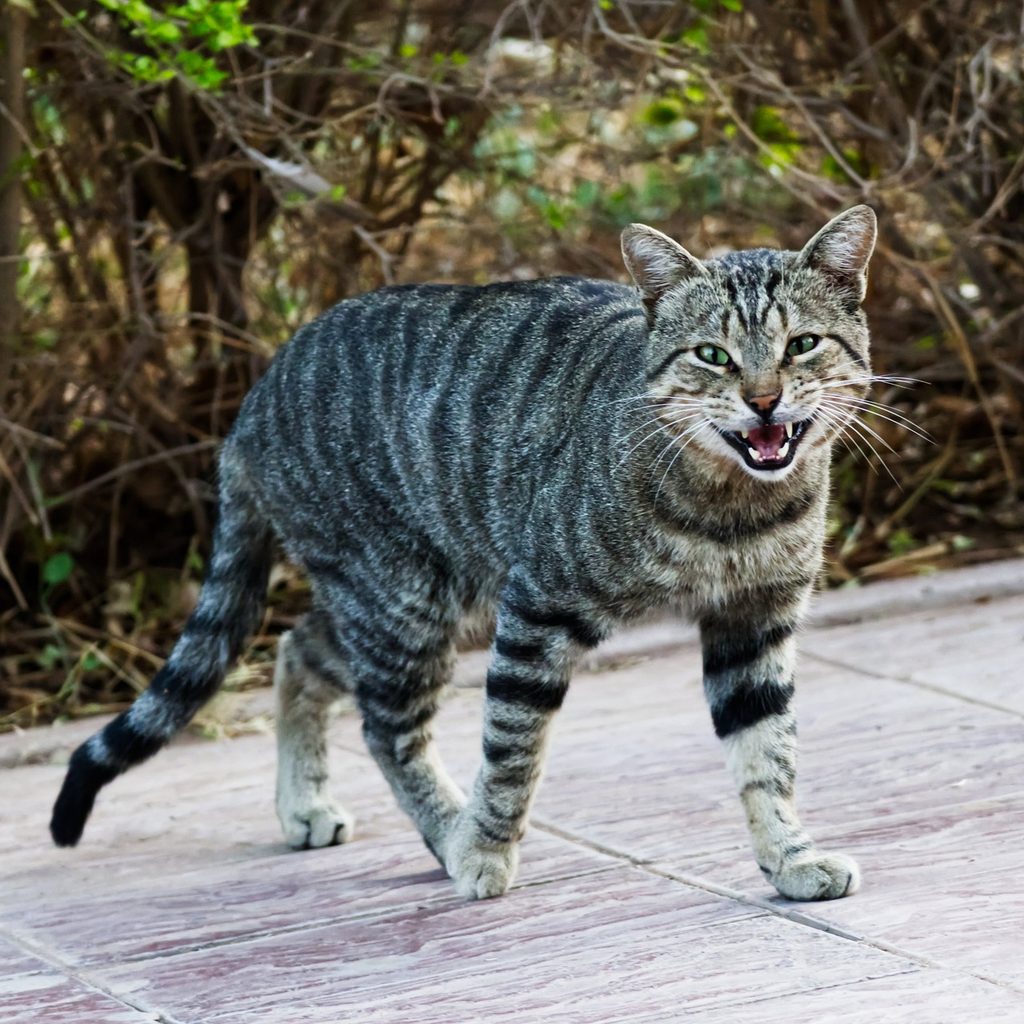 Tiger cat meowing while walking across a patio