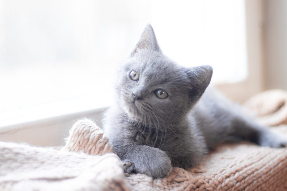 A tiny gray kitten sprawls out on a pink blanket on a windowsill.