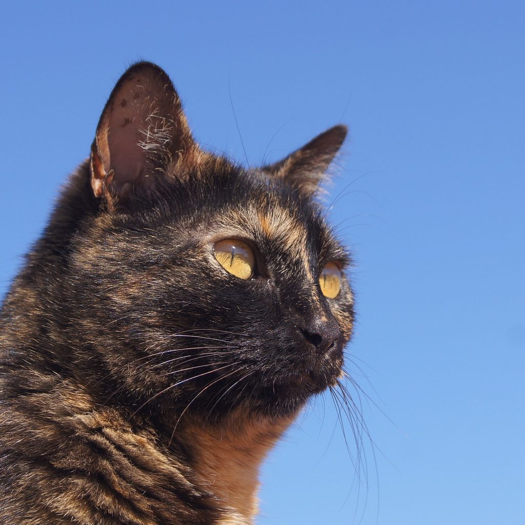 Tortoiseshell cat against a blue sky