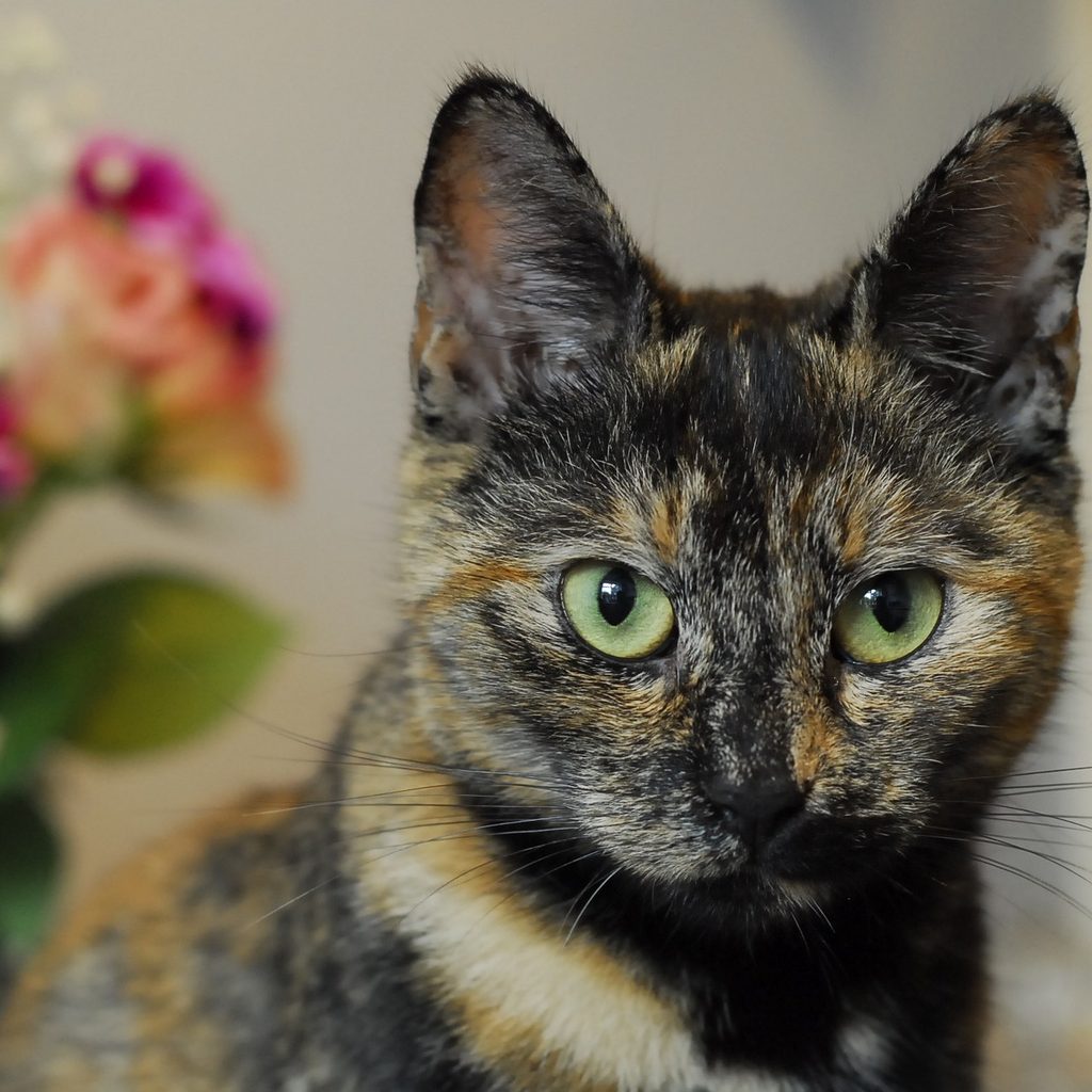 Tortoiseshell cat sitting in front of a vase of flowers