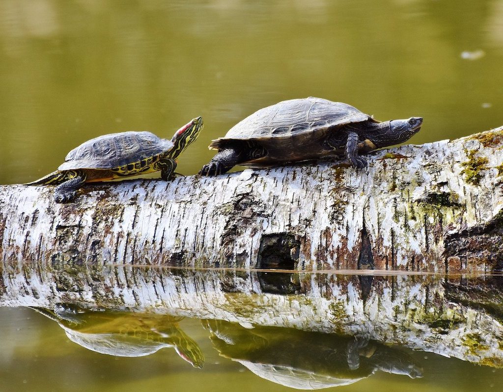 Two turtles sun on a log in the water