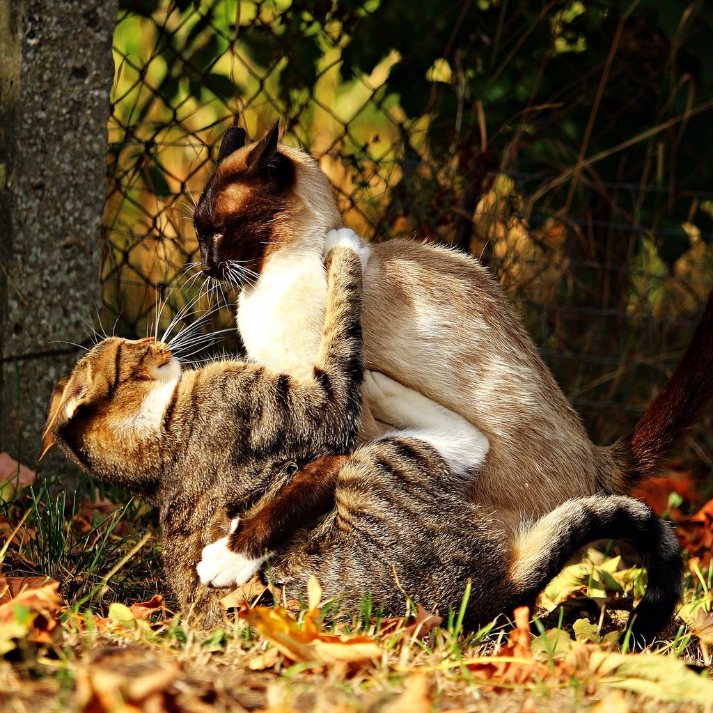 Two cats fighting in a yard