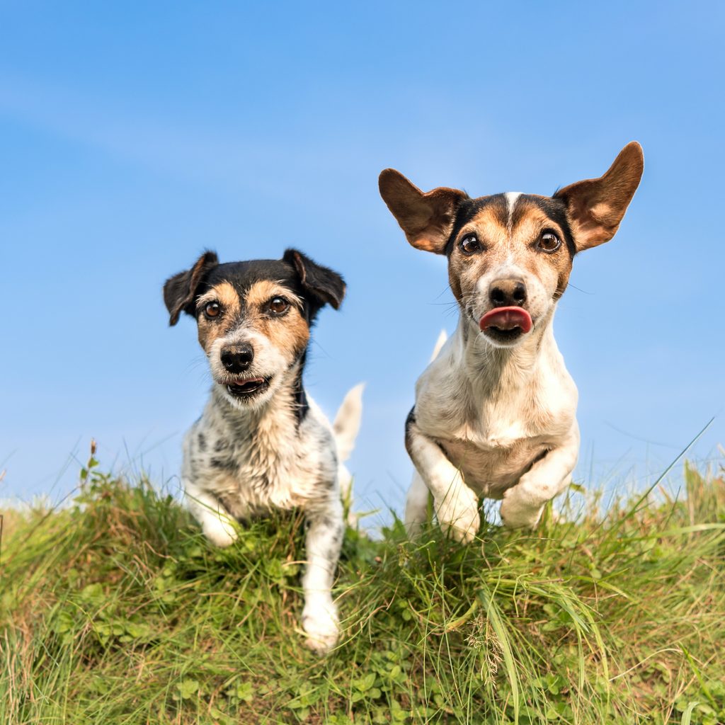 Two dogs run and hop over a field of grass