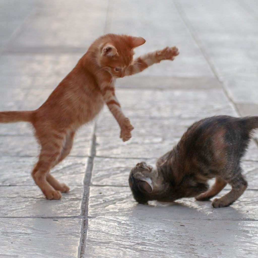 Two kittens playing on a tile floor